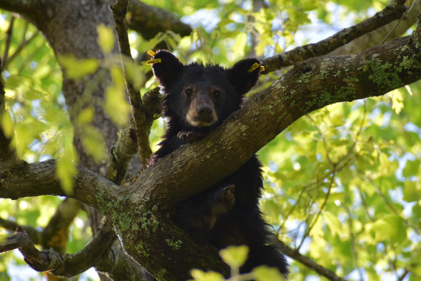 Bear Season